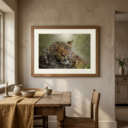 Leopard in Repose Fine Art Print | By Photographer Patsy Weingart