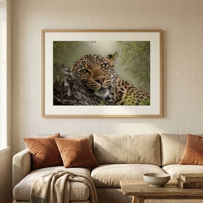 Leopard in Repose Fine Art Print | By Photographer Patsy Weingart
