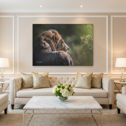 Lion in the Sun’s Glow – By Photographer Patsy Weingart