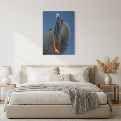 Pelican Gaze Against Open Sky — By Photographer Lukas Andersen