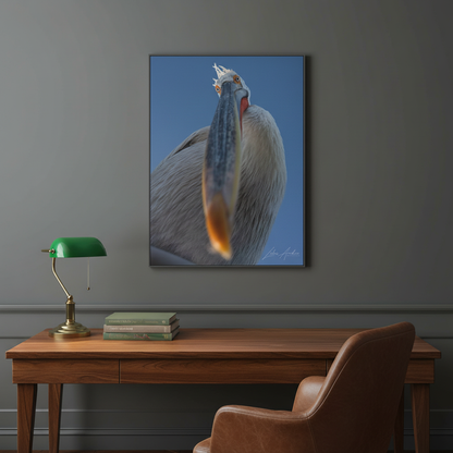 Pelican Gaze Against Open Sky — By Photographer Lukas Andersen
