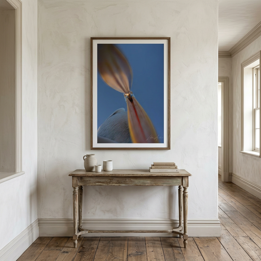 Pelican Portrait Fine Art Print | By Photographer Lukas Andersen
