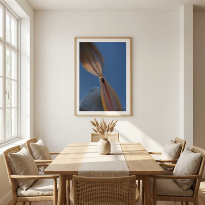 Pelican Portrait Fine Art Print | By Photographer Lukas Andersen