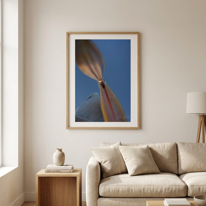 Pelican Portrait Fine Art Print | By Photographer Lukas Andersen