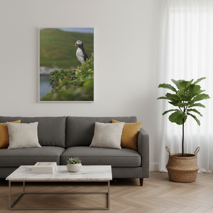 Puffin on Coastal Hilltop — By Photographer Lukas Andersen