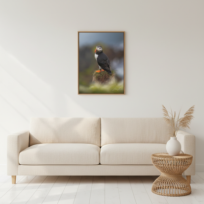 Puffin Standing on Grassy Ledge — By Photographer Lukas Andersen
