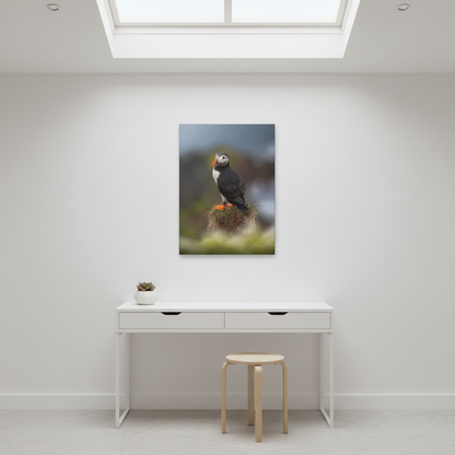 Puffin Standing on Grassy Ledge — By Photographer Lukas Andersen