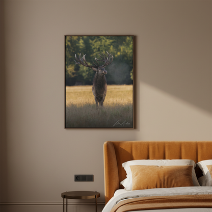 Red Stag in Golden Field — By Photographer Lukas Andersen