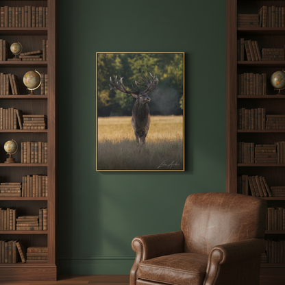 Red Stag in Golden Field — By Photographer Lukas Andersen
