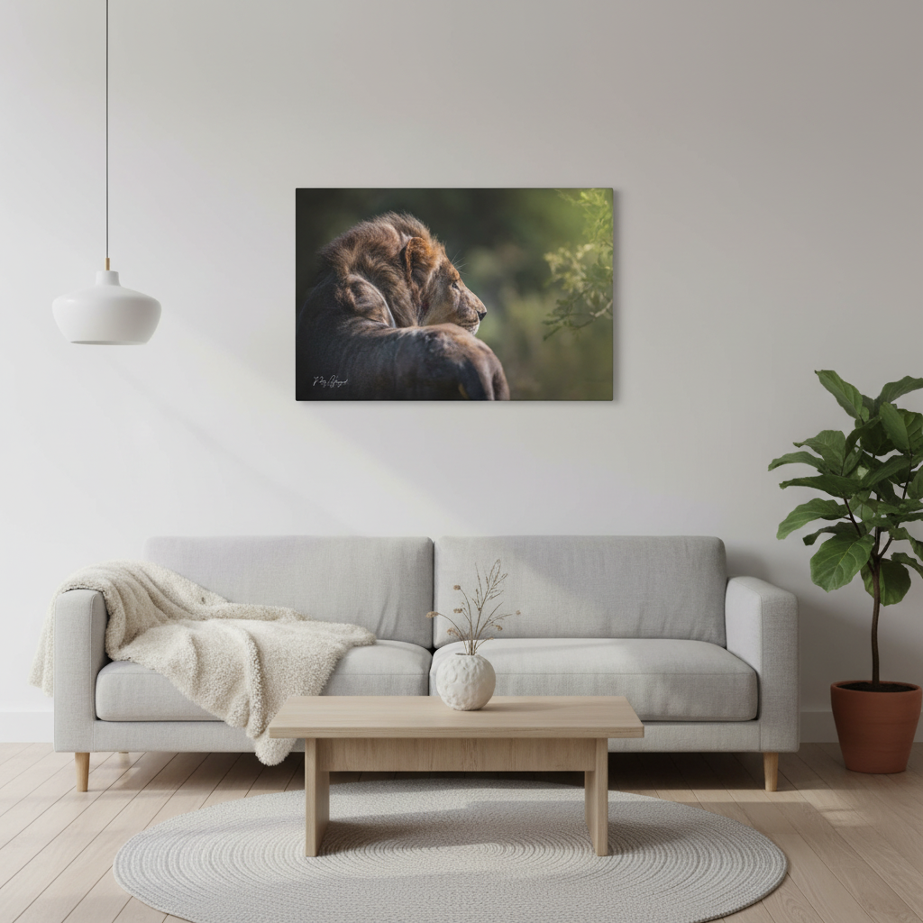Lion in the Sun’s Glow – By Photographer Patsy Weingart