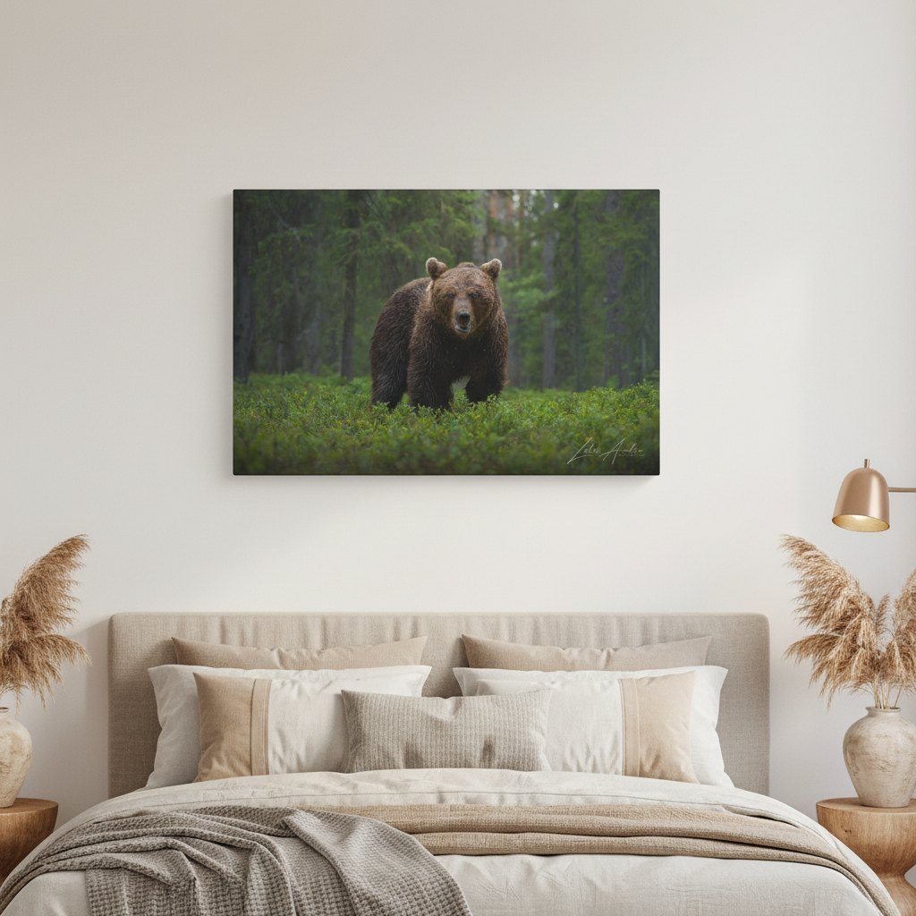 Solitary Brown Bear in Woodland Shade — By Photographer Lukas Andersen