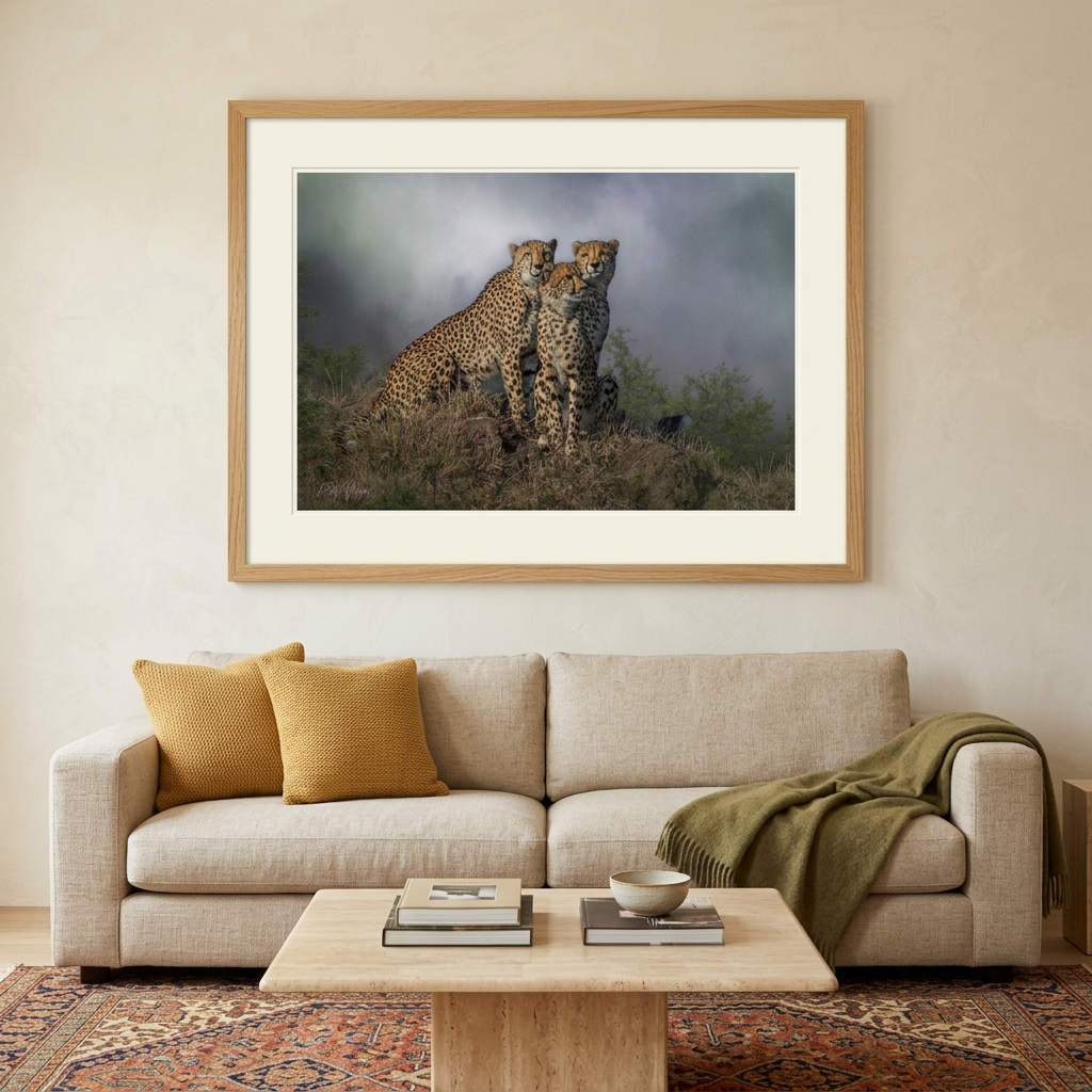 Three Cheetahs Fine Art Print | By Photographer Patsy Weingart