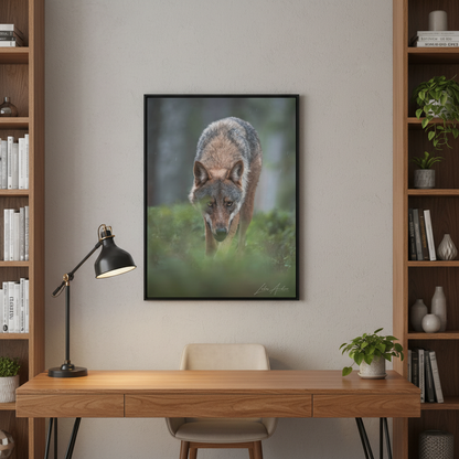 Woodland Gaze, Wild Wolf — By Photographer Lukas Andersen