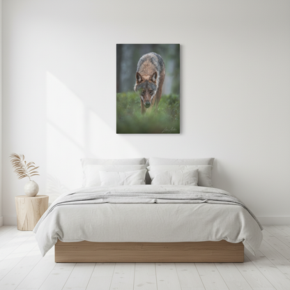 Woodland Gaze, Wild Wolf — By Photographer Lukas Andersen