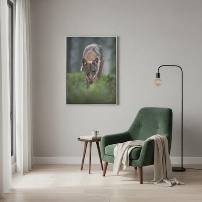 Woodland Gaze, Wild Wolf — By Photographer Lukas Andersen
