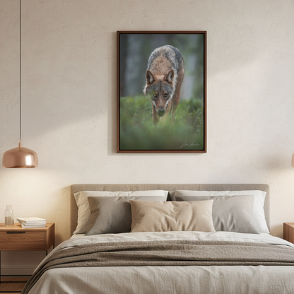 Woodland Gaze, Wild Wolf — By Photographer Lukas Andersen